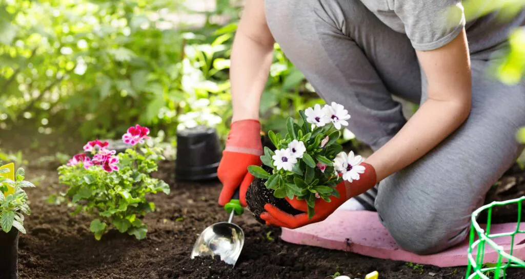 Gardener planting flowers in the garden, close up photo
