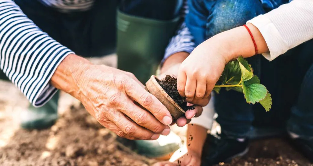 Unrecognizable senior man with his grandaughter planting a seedling on allotment. Man and a small girl gardening.