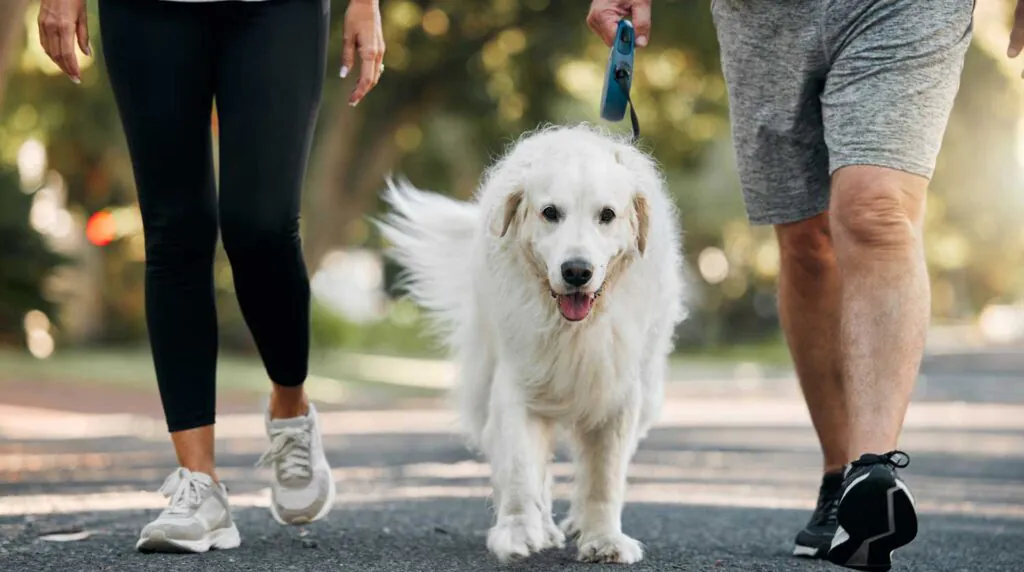 Couple walking the dog in a park for exercise, fitness and workout. Senior man and woman together taking pet for walk outdoors on leash. Leisure activity for wellness, active and healthy lifestyle.