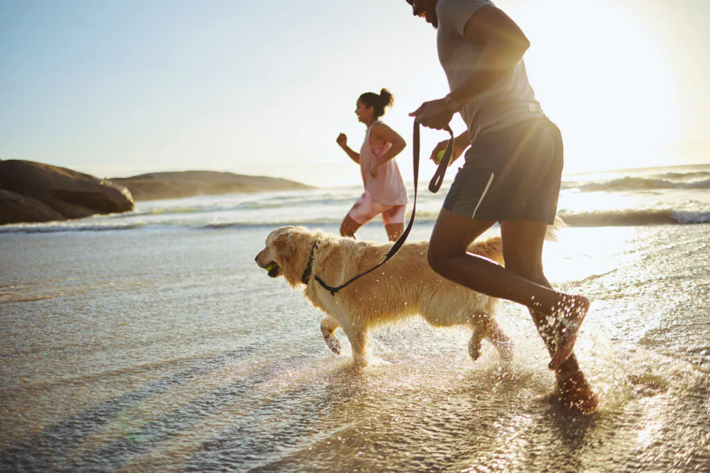 A man, woman, and golden retriever run barefoot through shallow water on a sunny beach, splashing water. The dog holds a tennis ball.